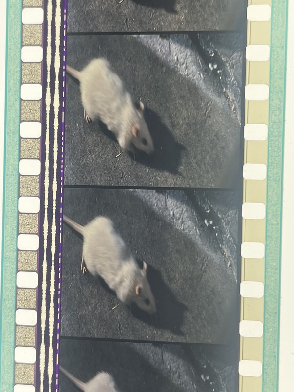 35mm Film Theatrical Trailer - Willard (2003) - SCOPE