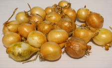 20 Oignons/bulbilles  de semence BIO jaune varieté Stuttgarter