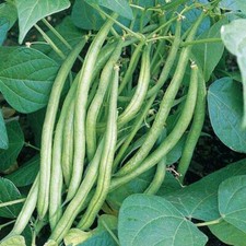 Semillas de frijol trepador Kentucky Wonder hogar huerto trepador semillas de frijol