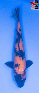 11" HI UTSURI Live Koi Fish Garden Pond BKD 5/30