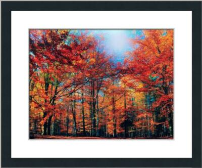 Autumn Forest Poster Print Custom Gallery Framed 