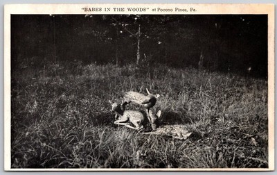 Babes in the Woods Deer Fawns Pocono Pines PA Real Photo Postcard