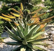 50 SEEDS Aloe marlothii Mountain tree Aloe Harvest: JUNE 2024