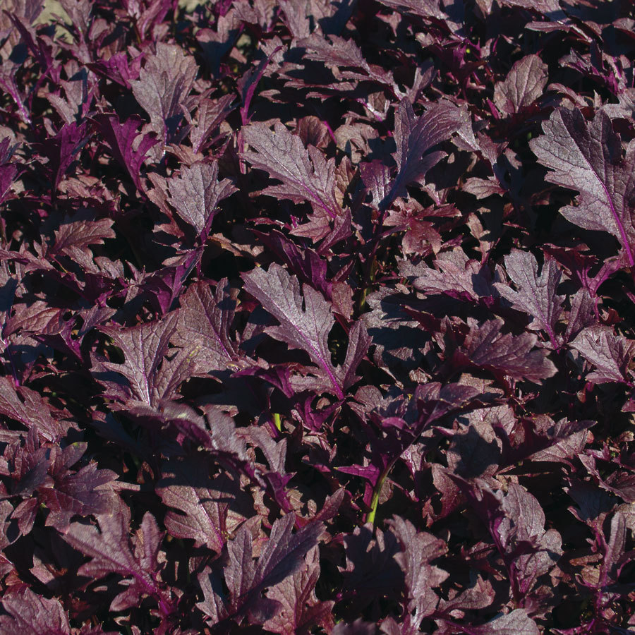 Mizuna Red - Ensalada de mostaza japonesa roja - 50+ semillas - ¡CRUJIENTE y ...