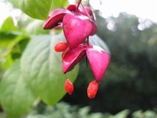 Scarlet Euonymus, Euonymus sachalinensis, Shrub Seeds (Fall Color, Showy)