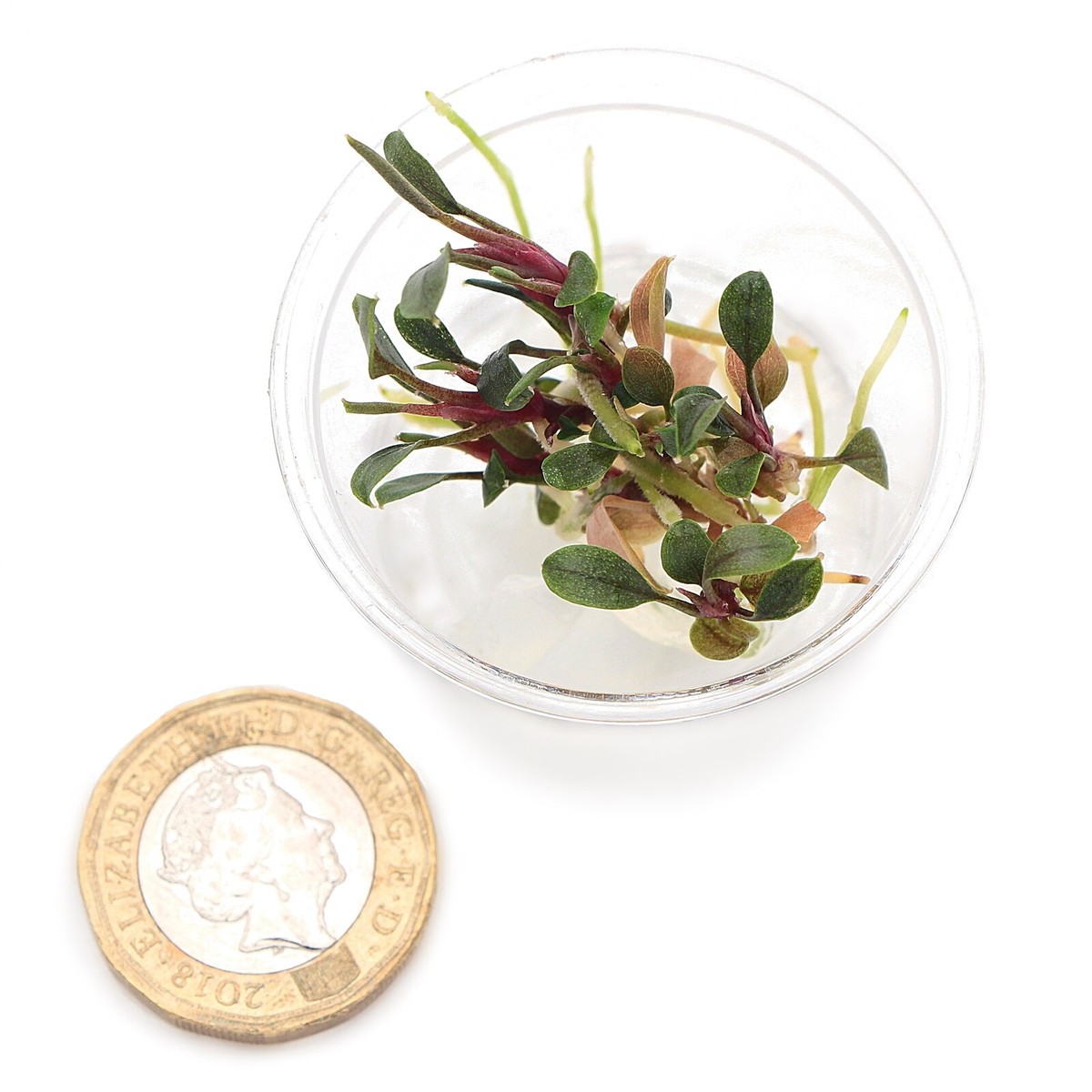 Bucephalandra Sekadau Bukit Betung In Vitro Live Aquarium Plants