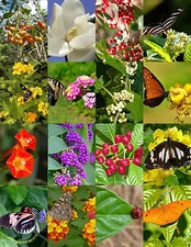 BUTTERFLY GARDEN MIX attract BUTTERFLIES wild flower garden plant seed 100 seeds