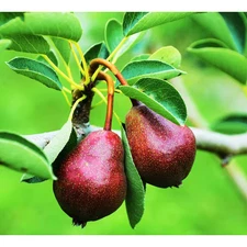 Dwarf Seckel Sugar Pear Tree - Perfectly Snack-Sized Tiny Sweet Pears (Bare-Root
