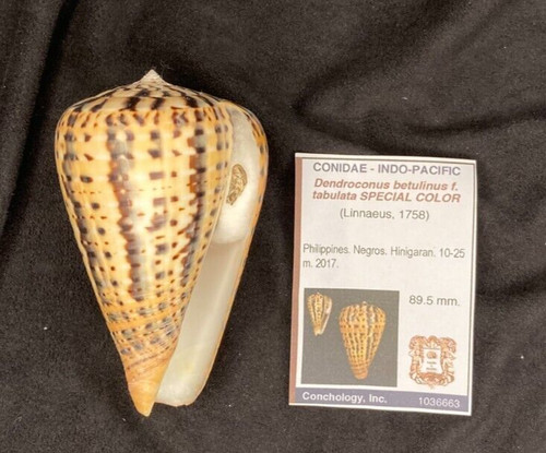 CONIDAE Dendroconus betulinus f. tabulata 89.5 Negros Philippines GEM!
