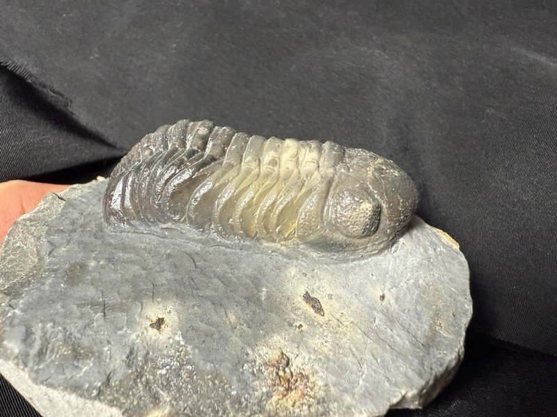 Super Colorful Austerops phacopid  trilobite fossil Devonian of Morocco