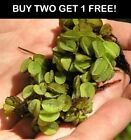 Salvinia Freshwater Floating Live Aquarium Pond Plants for fish tanks