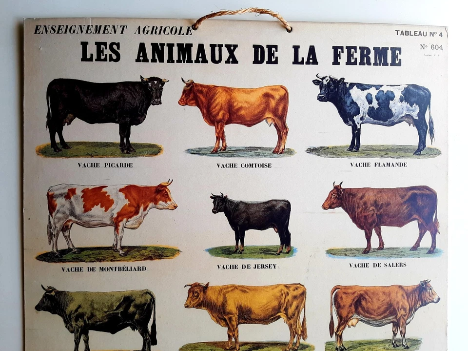 Ancienne affiche Scolaire Deyrolle 62x45 cm Les Animaux de la Ferme N°604 Vaches - Photo 3/4