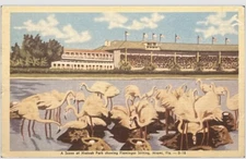 Miami Florida Postcard Hialeah Park Flamingos Nests Linen Posted Dated