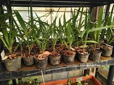 40 Piante palme Chamaerops Humilis vaso 8 - 10 h 20-25 cm palma nana San Pietro