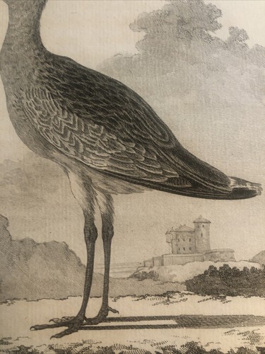 Chasse, Ornithologie 1780 Buffon. Bécasse des Marais - Picture 4 of 4