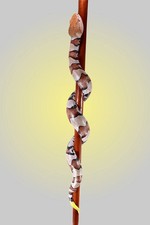 Hand carved snake design wooden walking stick for men women walking cane gift C3