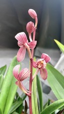 Cymbidium ensifolium Hong Cao Hong He  Purple Foliage  SapphireChild Orchids