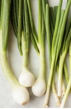 60+ Seeds Onion Green Scallion Seed Pack- Black Duck Brand - Made in USA