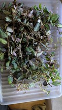 Terrarien Pflanzen Paket – Pellionia repens Ableger Bodendecker tropisch...
