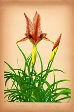 8474.Decoration Poster.Home Room wall interior art design.Iris Flower.Botanical