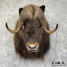 #28354 EL | Greenland Muskox Taxidermy Shoulder Mount For Sale