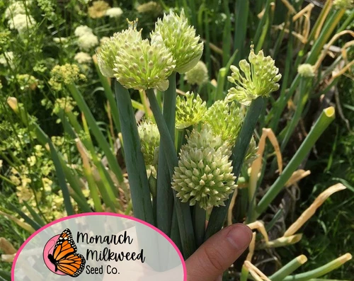 Axel's Garden Seeds Tokyo Long White Bunching Onion Seeds - Thumbnail 5