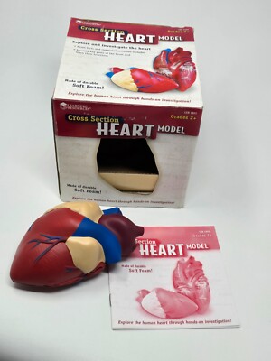 Learning Resources Cross Section HEART Model Soft Foam Grades 2+