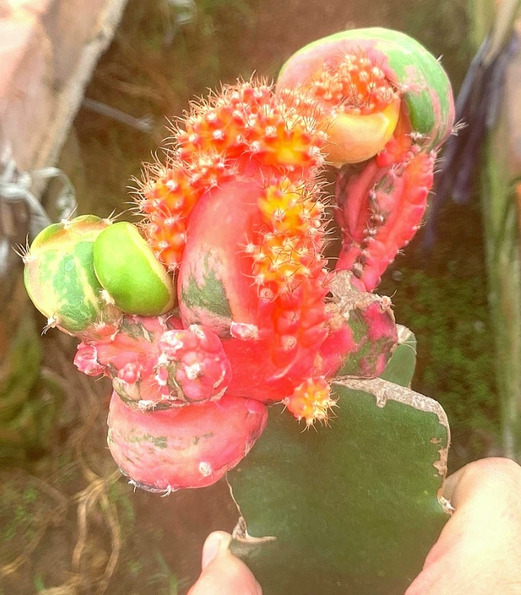 hylocereus hylocalycium x singulare about cactus Succulent plants potted 7-9cm - Image 3 of 4