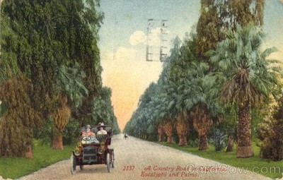 A Country Road California, Eucalyptii Palms Mitchell 1913 FETKELEY Vintage