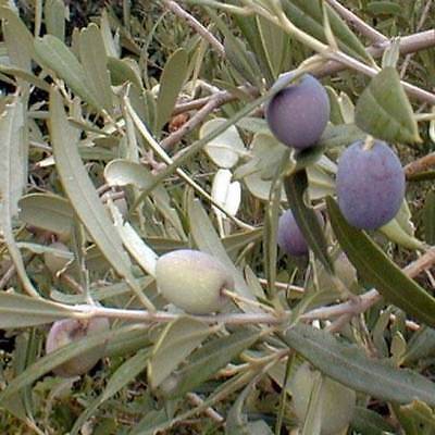 Cannot Ship to AZ Arbequina Olive Tree Grow Your Own Olive Trees Indoors