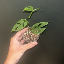 Monstera obliqua