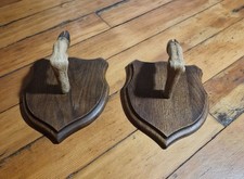 Scottish Roe Deer Hooves Taxidermy 