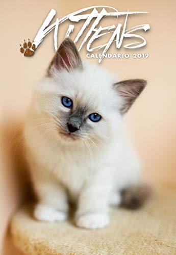 Chatons Kittens Calendrier De Mur 2019 CAL19-KITT Byblos - Photo 1/2