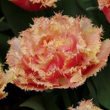 8 - BRISBANE Double Fringed Tulip Flower Bulbs BOLD & BEAUTIFUL - RICH & ELEGANT