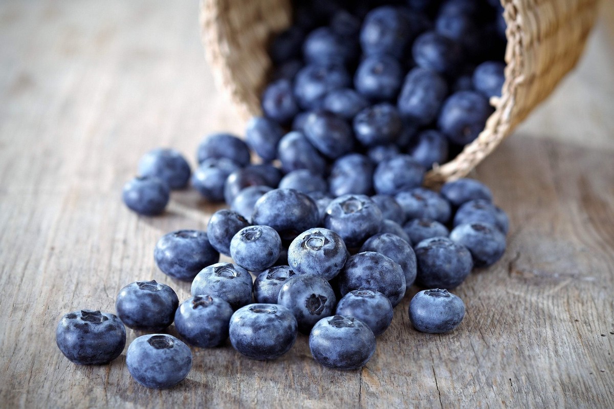 50 LOWBUSH BLUEBERRY Vaccinium Angustifolium Blue Berry Fruit