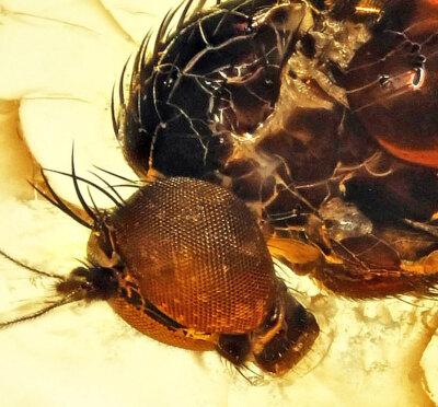 Amazing Eye Facets! Dolichopodidae (Fly), Fossil Inclusion in Baltic Amber