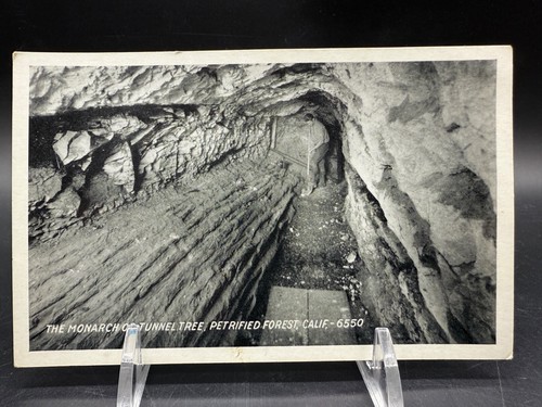 1940s Set of 3 Petrified Forest Postcards Lot Arch Monarch Tunnel Tree Arizona - Picture 4 of 9