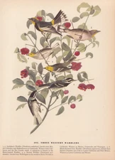 Audubon 1942 Vintage Birds #395 "3 Western Warblers" Full Color Art Plate Litho