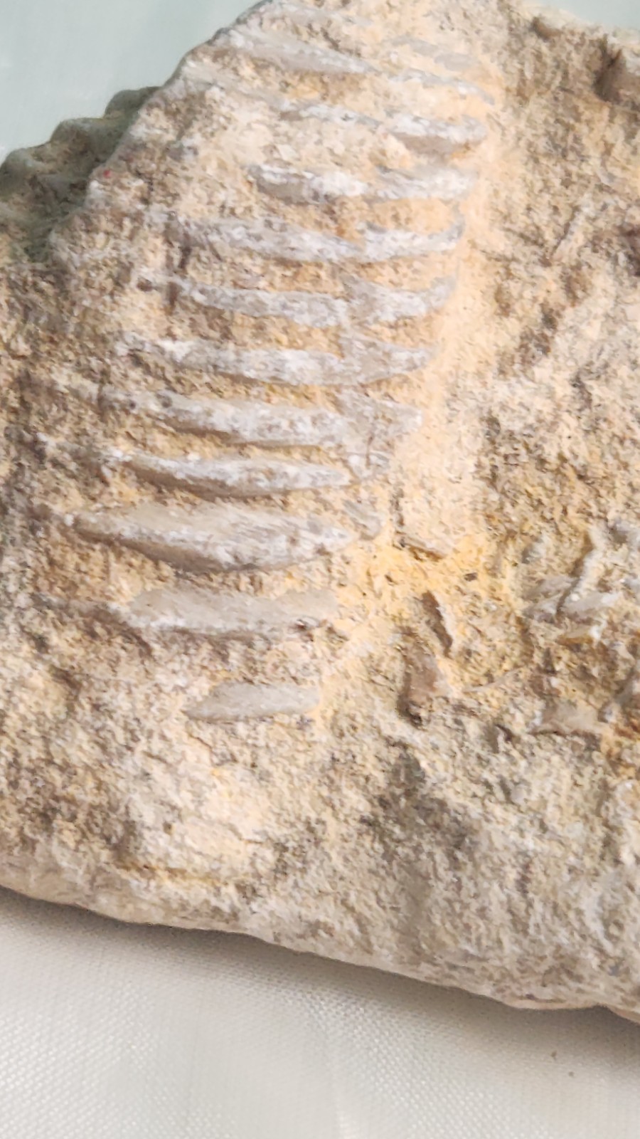 Trilobite Fossil Fragment • Elrathia Thorax • Bald Knob Ranch Texas Find