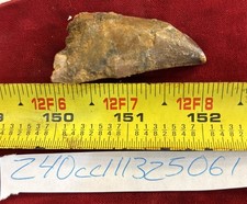 Rare Carcharodontosaurus Dinosaur Tooth T Rex Cousin 95 Mil Yrs Fossil 2”