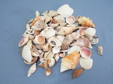 Sea Shell Lot 2 lbs Small/Medium NATURAL Variety