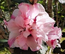 LIVE PLANT DOUBLE ROSE OF SHARON 1/2 to1' HIBISCUS ALTHEA PINK FLOWERING STARTER
