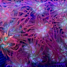 2-3" Aquacultured Rainbow Bubble Tip Anemone