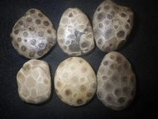 Unpolished Petoskey Stones High Grade