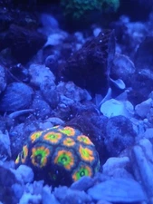 Live coral,Micromussa,holy grail micro wysiwyg