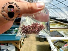 Thick Branching Coralline Algae Frag 1" to 2" GREAT FOR STARTING CORALINE