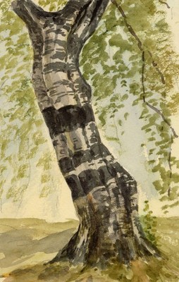 Pickford Robert Waller Aquarell Gemälde um 1890 Silber Birke Baum Studie