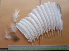 Ardeola bacchus Wing Feathers Collection Wild Bird Art Craft MaterialsHome Decor