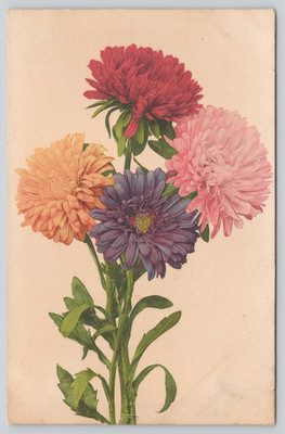 Postcard Multicolor Chrysanthemum Flowers Botany Flora