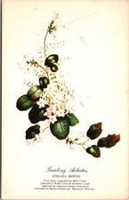 Postcard Nature Art Trailing Arbutus Flower from water color by Kathleen Cassell